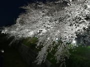 IMG_20190403_184455.jpg