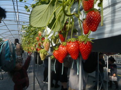 P1080220.JPG